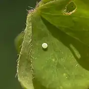 產在酢漿草葉上的卵