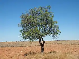 澳洲特有種 Ehretia saligna（英语：）