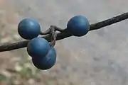 圓果杜英Blue quandong