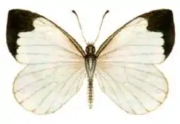 角翅藥粉蝶Elodina angulipennis