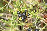 岩高蘭Crowberry