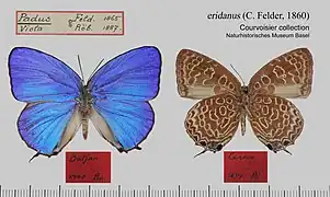 黃圈嬈灰蝶Arhopala eridanus