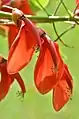 Erythrina crista-galli Linn.