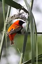 紅寡婦鳥 constructing a nest in reeds, South Africa