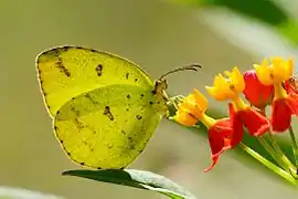 安迪黃粉蝶Eurema andersonii