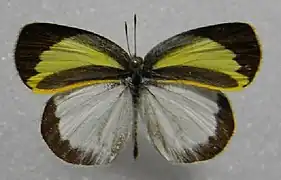 Eurema daira