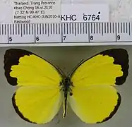 西姆黃粉蝶Eurema simulatrix