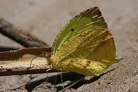 金綠黃粉蝶Eurema xanthochlora