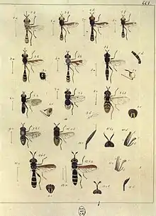 Johann Wilhelm Meigen. Abbildung der europäischen zweiflügeligen Insekten nach der Natur（1790）