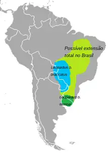 crude Leopardus braccatus range map