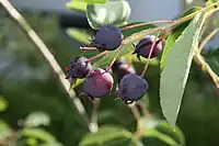 六月莓（英语：）Juneberry