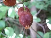 矮小天仙果Japanese fig