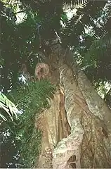 Ficus obliqua