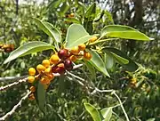 沙漠無花果（英语：）Desert fig