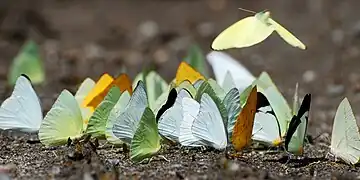 在吸水的一群粉蝶