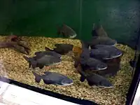 內部水族館