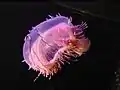 Flower hat jelly at the 蒙特瑞灣水族館.