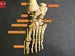 跗骨、蹠骨、趾骨。