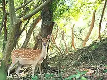 大坵島野放的台灣梅花鹿