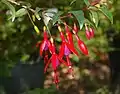 Fuchsia regia