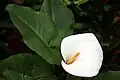 马蹄莲（Zantedeschia aethiopica）