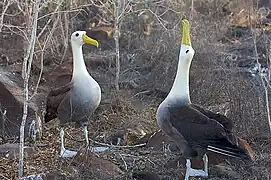 鳥喙指天