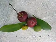 印度鳳果（英语：）Kokum