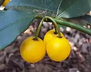 猴果（英语：）Monkey fruit