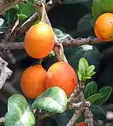 大葉鳳果（英语：）African mangosteen