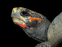 profile of the head of a red-footed tortoise showing the squared off skull, red and dark colorations, and dark eye