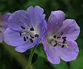 草甸老鹳草的花(Geranium pratense)