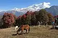 Ghorepani to Tadapani