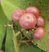 山小橘Orangeberry