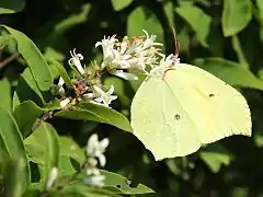 尖鉤粉蝶Gonepteryx mahaguru aspasia