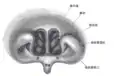 Front of nasal part of pharynx, as seen with the laryngoscope.