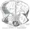 Frontal bone. Inner surface.