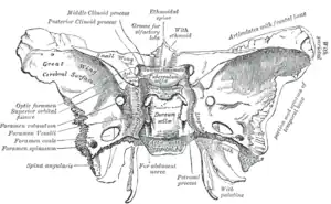 Sphenoid bone. Upper surface. (There is no label for "Sella turcica", but "Tuberculum sellae" and "Fossa hypophyseos" are visible near center.)