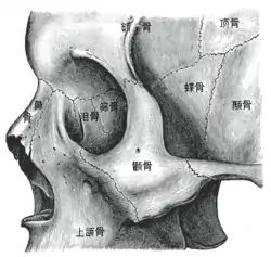 右側中間的蝶骨顯而易見。