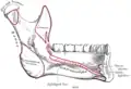 下頜骨內部側視圖。