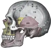 頭顱的侧视图。