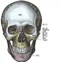 頭顱的前視圖。圖片左側的眼窩裡和顴突後面帶有黃色的地方是蝶骨。