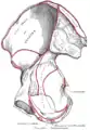 Right hip bone. Internal surface. (Iliac fossa visible at upper left.)