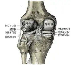 左膝蓋關節顯示內部韌帶，後視圖。