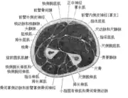 Cross-section through the middle of the forearm.