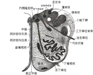 橄欖體（英语：）中的延髓