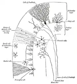 一大腦葉（cerebellar folium）的橫切面。