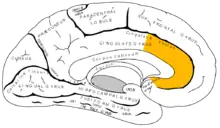 Gray727_anterior_cingulate_cortex.png