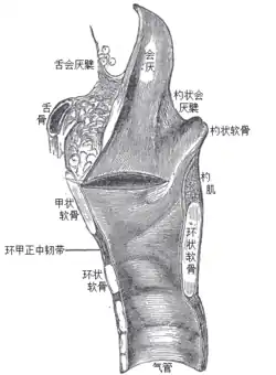 喉部矢狀面及氣管上部。