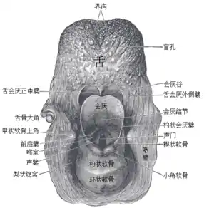 喉頭入口，後視圖.