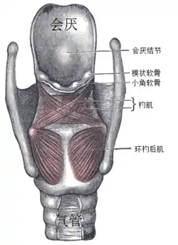 喉部肌肉，後視圖。